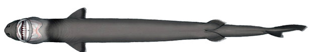 Isistius plutodus_03.jpg